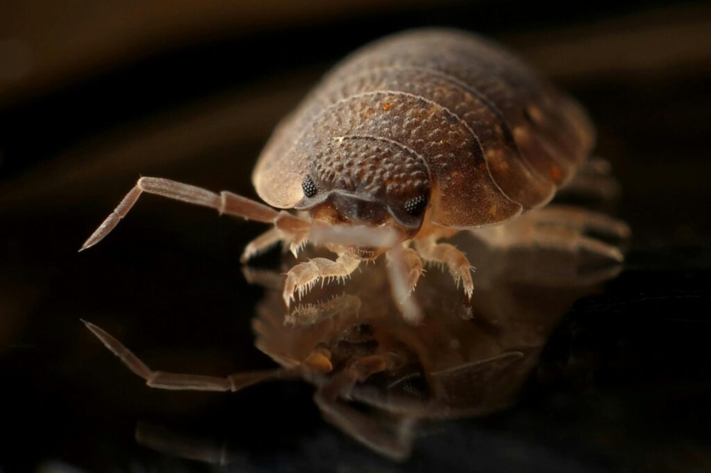 bed bug image