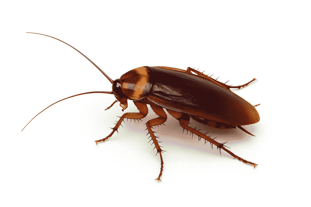 cockroach services in hyderabad