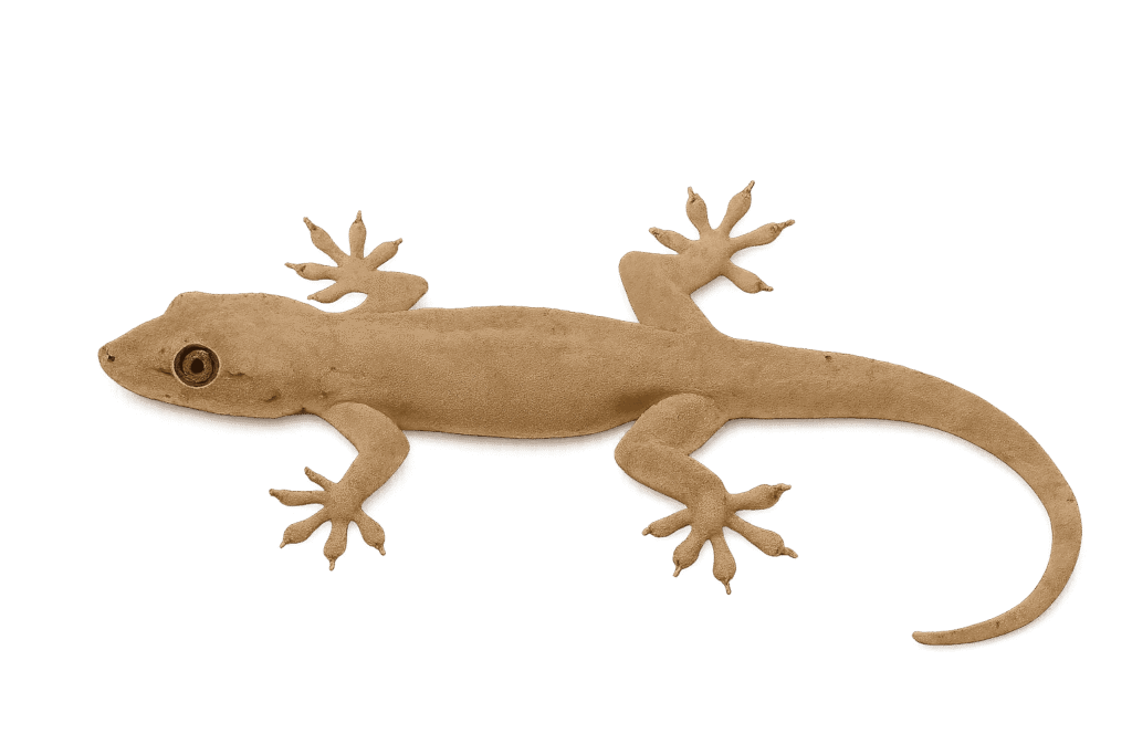 lizard control services hyderabad